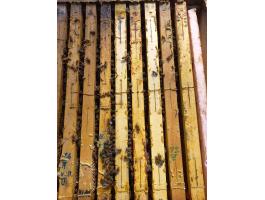 Hunor méhcsaládok eladók