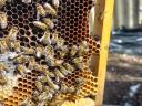 Hunor méhcsaládok eladók