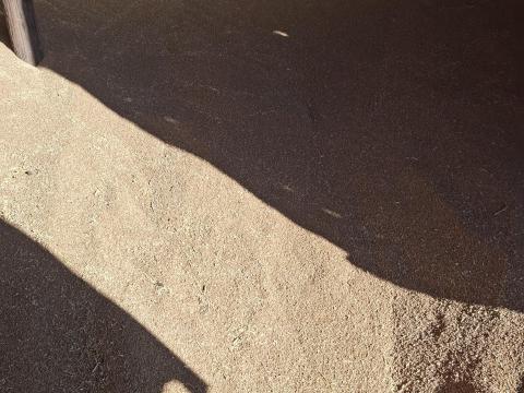 Búza eladó Cegléd környékén, szállítás megoldható