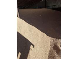 Búza eladó Cegléd környékén, szállítás megoldható