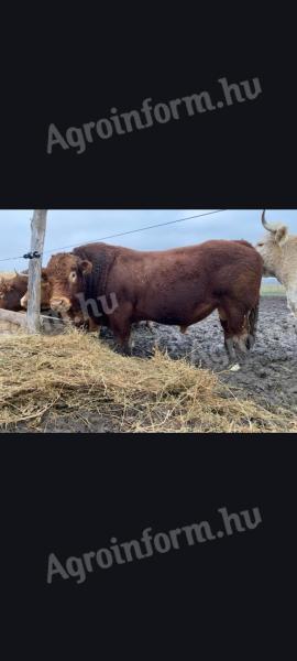 Limousine tenyészbika