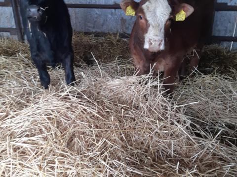 Eladó üsző borjak