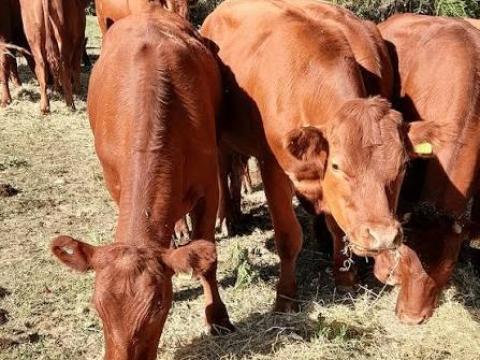 Angus üszőket keresek megvételre Angus üszőket keresek megvételre