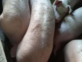  ELADÓ MINŐSÉGI,  SAJÁT NEVELÉSŰ HÍZÓ SERTÉSEK! 