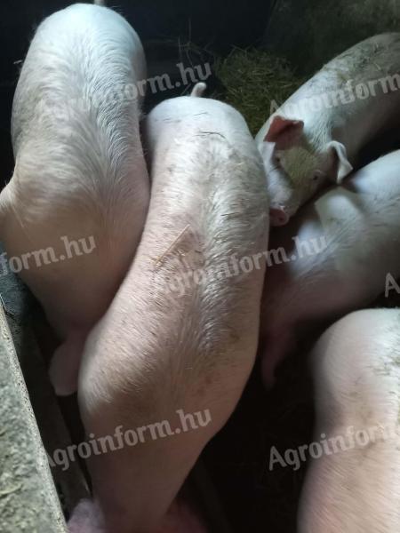  ELADÓ MINŐSÉGI,  SAJÁT NEVELÉSŰ HÍZÓ SERTÉSEK! 