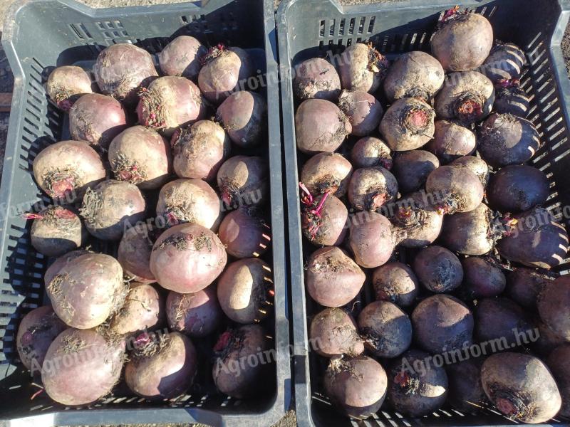 Cékla termelőtől eladó