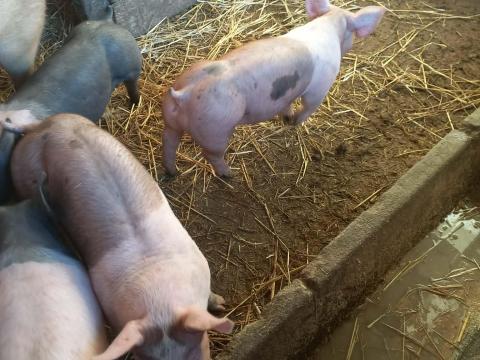 MINŐSÉGI MALACOK ELADÓK – NE MARADJ LE MINŐSÉGI MALACOK ELADÓK – NE MARADJ LE