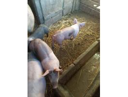 MINŐSÉGI MALACOK ELADÓK – NE MARADJ LE