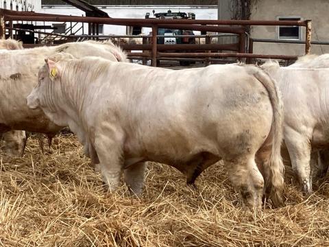 Charolais tenyészbikák eladók Charolais tenyészbikák eladók