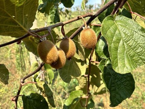 Többfunkciós mezőgazdasági birtok mangalica állománnyal és kiviültetvénnyel Dombóváron Többfunkciós mezőgazdasági birtok mangalica állománnyal és kiviültetvénnyel Dombóváron