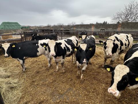 Vemhes üszők eladók