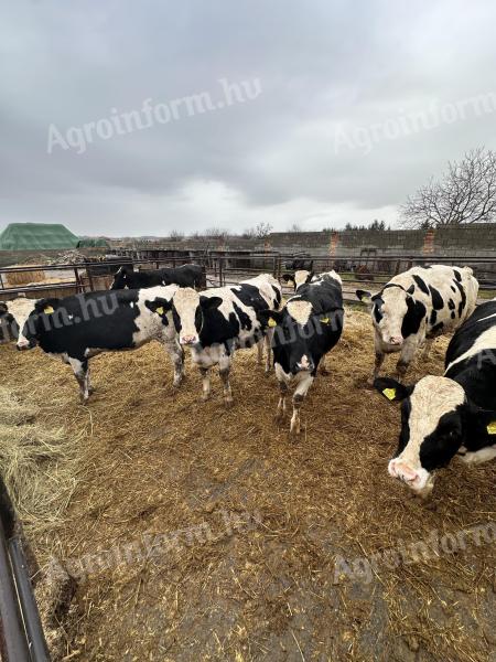 Vemhes üszők eladók