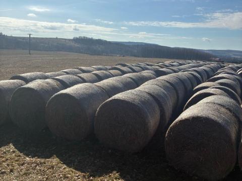 Eladó szalmabála Eladó szalmabála