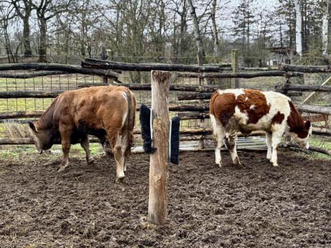 7 hónapos bikák eladók 7 hónapos bikák eladók