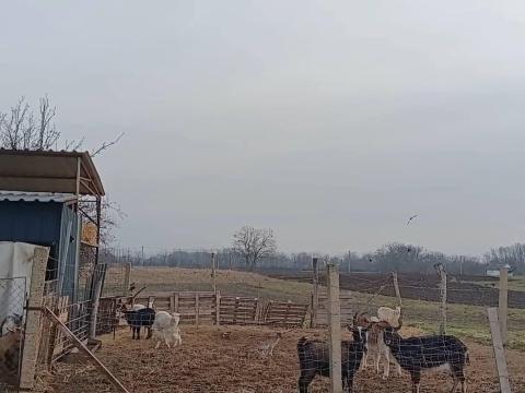 Kecske család eladó egyben Hajdúböszörményben Kecske család eladó egyben Hajdúböszörményben