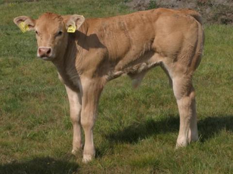 Blonde d'Aquitaine és Charolais bikák, üszők eladók Blonde d'Aquitaine és Charolais bikák, üszők eladók