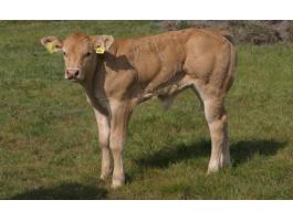 Blonde d'Aquitaine és Charolais bikák,  üszők eladók