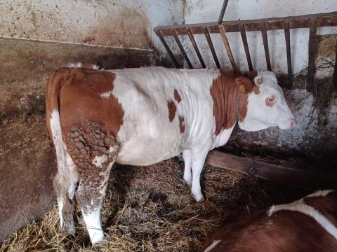 Eladó magyartarka űszök