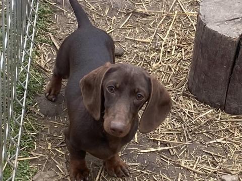 Törpe tacskó rövidszőrű