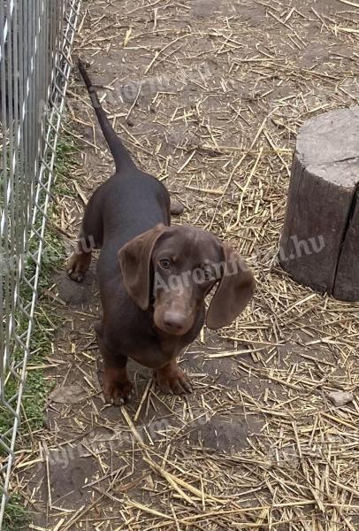 Törpe tacskó rövidszőrű