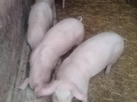 Sertés süldők eladók Sertés süldők eladók