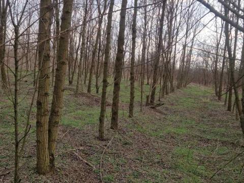 Erdő eladó Erdő eladó