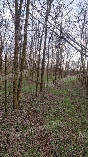 Erdő eladó