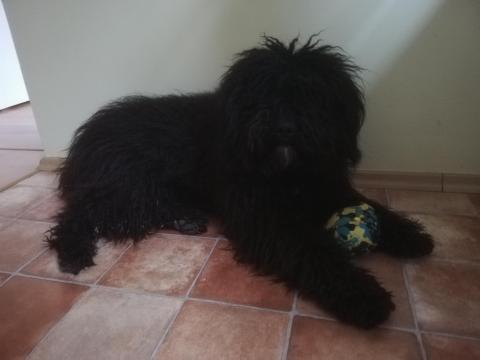 Puli kutya ingyen örökbe fogadható