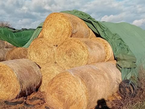 Körbálás lucerna eladó Körbálás lucerna eladó