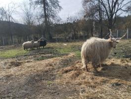 Eladó 3 db vemhes rackajuh