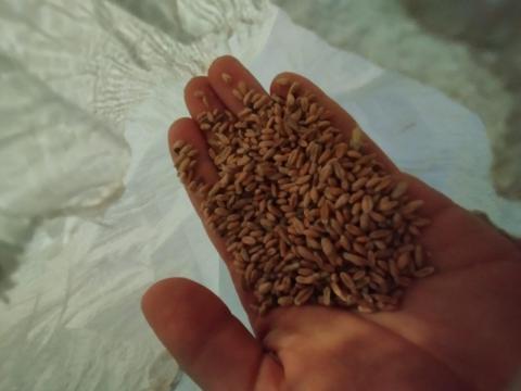 7 zsák búza eladó 7 zsák búza eladó