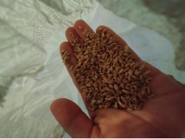 7 zsák búza eladó