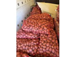 Red Scarlett vetőburgonya