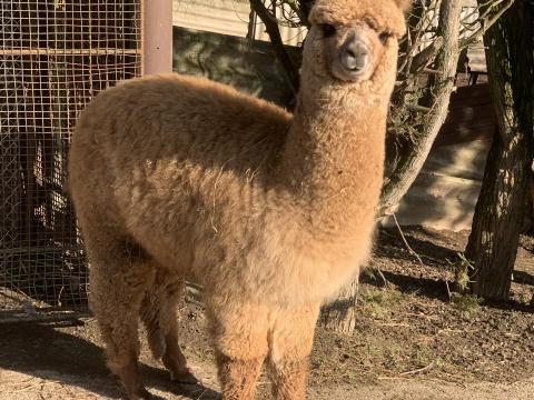 Sétáltatható alpaka csikó elvihető Sétáltatható alpaka csikó elvihető