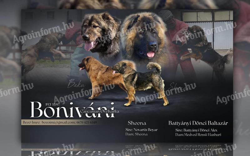 Kaukázusi juhászkutya kölykök