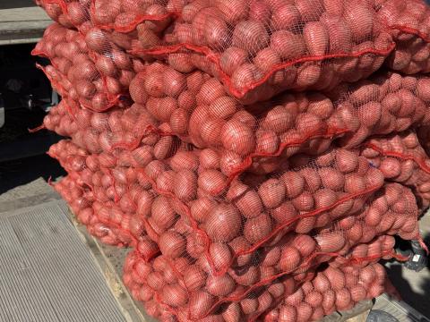 Balatoni Rózsa étkezési burgonya