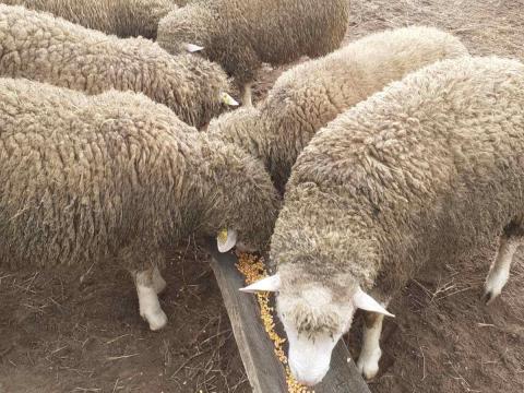 Ile de France kosok eladók Ile de France kosok eladók