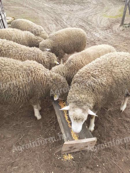 Ile de France kosok eladók