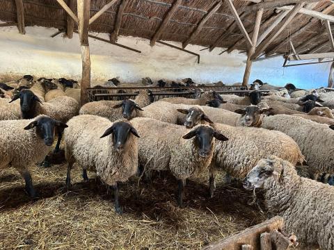 Birka nyáj eladó vemhesek Birka nyáj eladó vemhesek