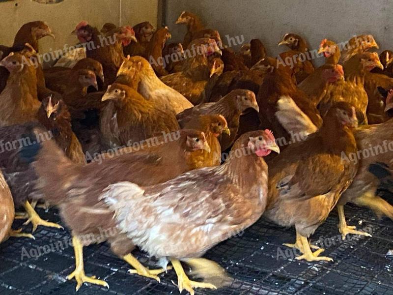 JÉRCE Eladó baromfi, tyúk, csirke