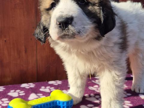 Bernáthegyi kölykök szerető gazdit keresnek Bernáthegyi kölykök szerető gazdit keresnek