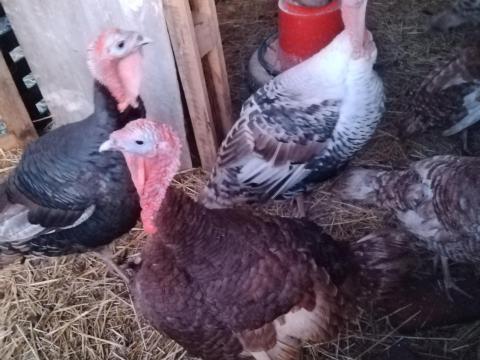 2 darab réz színű pulyka tojó eladó