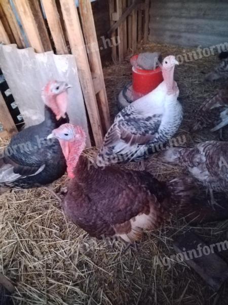 3 darab pulyka eladó