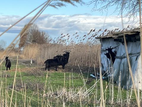 Kecskék eladók Kecskék eladók