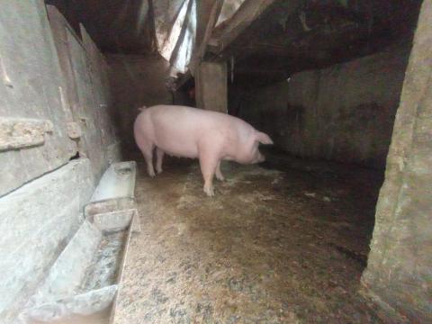 Hízó elado Hízó elado