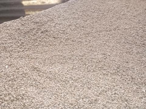 Tritikálé Tritikálé