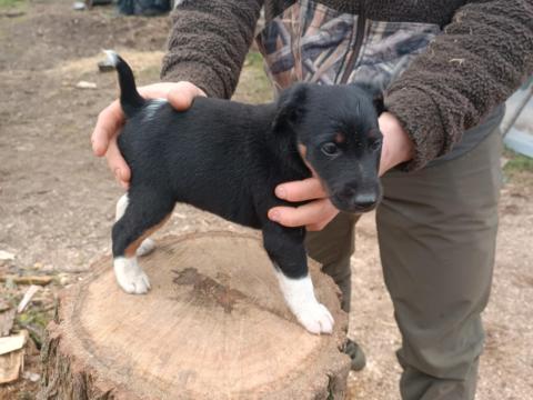 Foxterrier fajtajellegű kiskutyák költöznének Foxterrier fajtajellegű kiskutyák költöznének