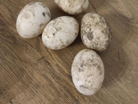 Kacsatojás eladó Hódmezővásárhelyen Kacsatojás eladó Hódmezővásárhelyen