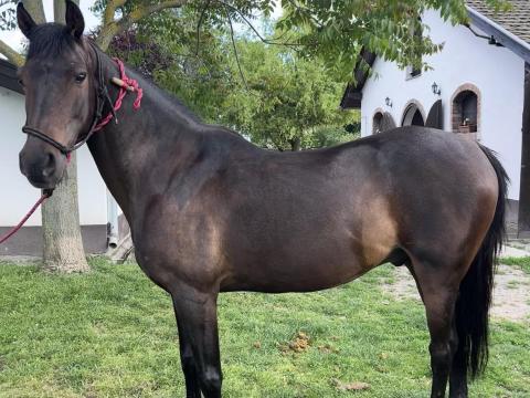 Eladó 9 éves pej herélt Eladó 9 éves pej herélt