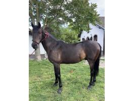 Eladó 9 éves pej herélt